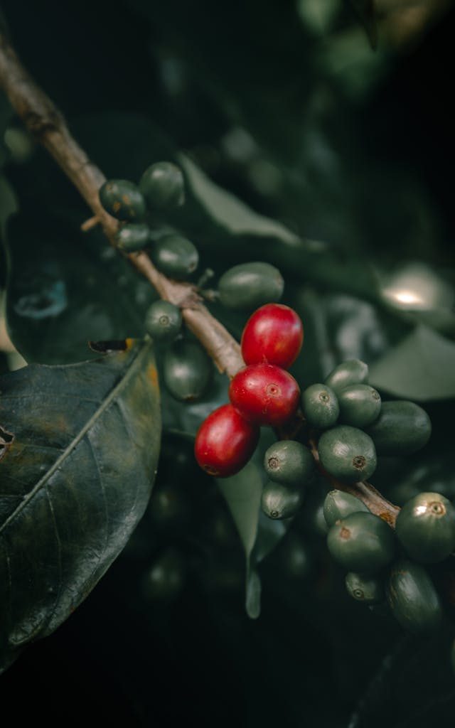 Is Geisha worth the hype? A deep dive into coffee varietals and flavor